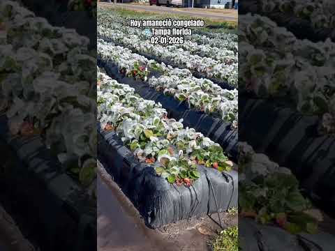 Hoy amaneció congelado ❄️ Tampa Fl