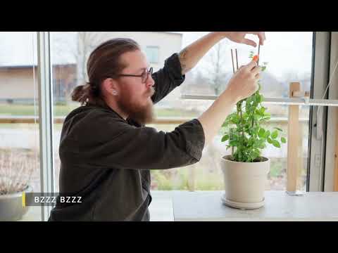 Bind upp sockerärta och pollinera - Det stora Fröäventyret