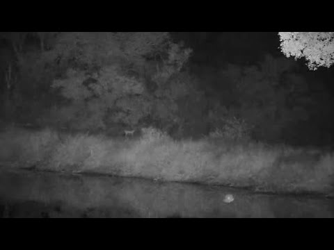 Djuma: Black-backed Jackal - 18:59 - 06/01/20