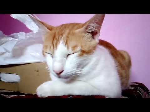 Cats love 🐈🐾❤️