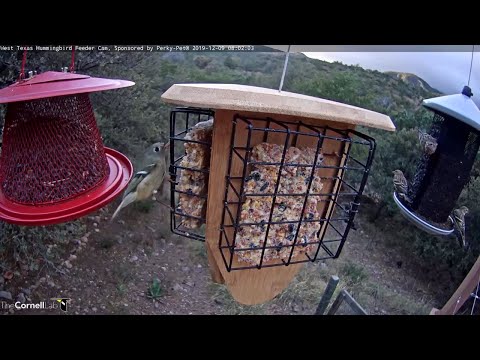 Male Ruby-crowned Kinglet Snacks On Suet In West Texas – Dec. 9, 2019
