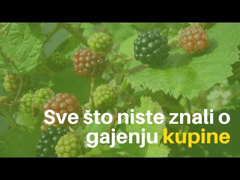 Sve što niste znali o gajenju kupine