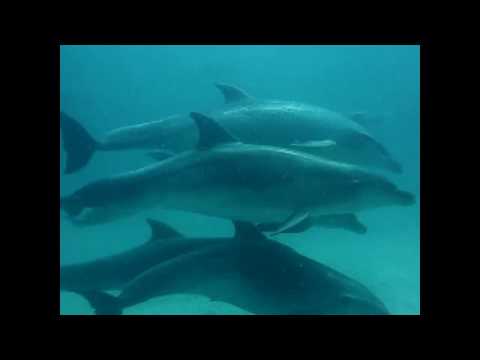 Dolphin Ecards Diving With Dolfins Mergulho Com Golfinhos..