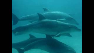 Dolphin cards Diving With Dolfins Mergulho Com Golfinhos Arraial Do