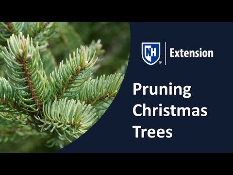 Pruning Christmas Trees