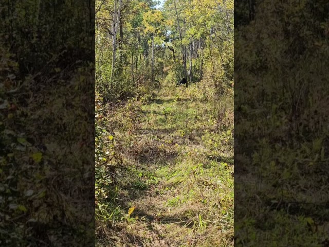 Bear Hunting Video Gallery