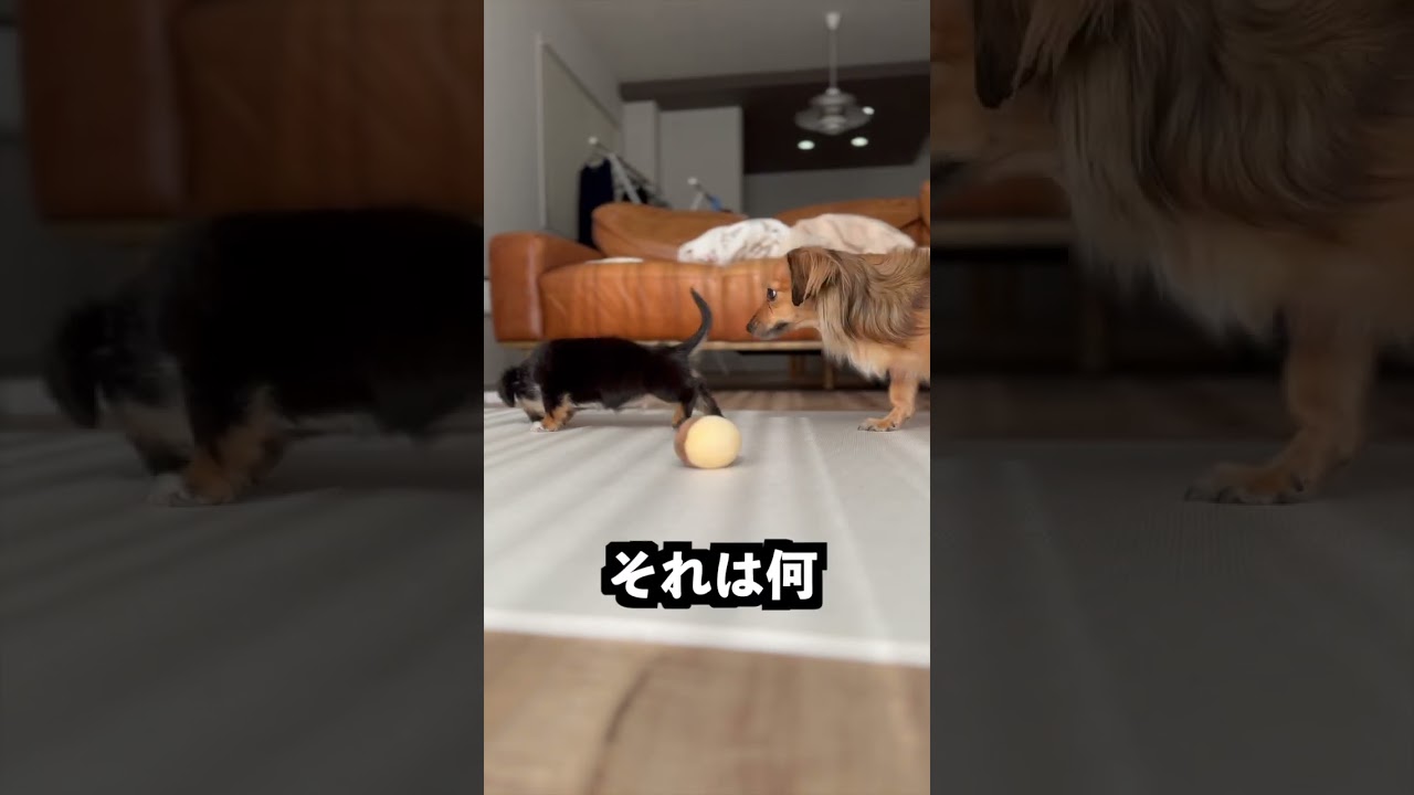 生まれて初めてのおもちゃ遊びが絶望すぎた！