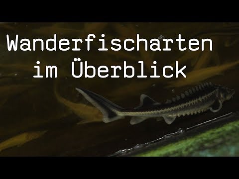 Wanderfischarten Blog 47