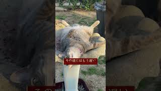 #株式 #投資# 日本株 #資産運用 #投資初心者 #株式投資 #お金の勉強 #長期投資 #配当金 #老後資金