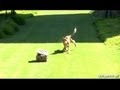 HD Cheetah Run Cheetah Running At High Speed San Diego Safari Park