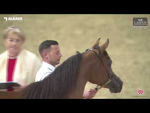 N 39 HAIFA JATHAB   Qatar Peninsula AHS for Individual Owners 2023   Fillies 2 Years Old Class 2A