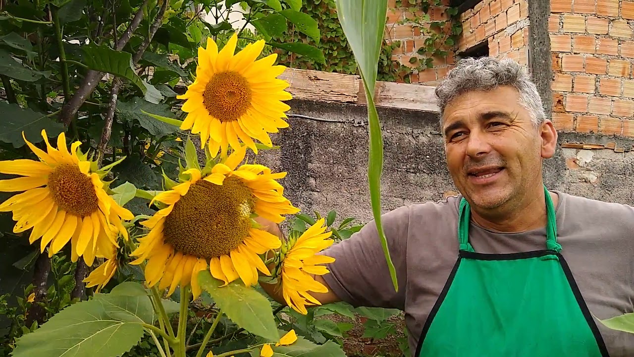 Sunflower and its secrets! Gardener Magician in the Hand on Earth Collective