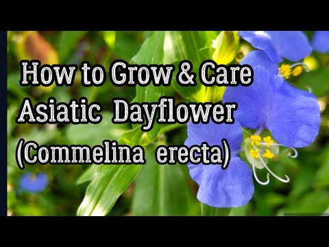 , title : 'How to Grow & Care for Asiatic Dayflower (Commelina erecta)'