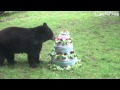 Fort Worth Zoo Celebrates Black Bears Birthdays