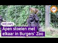 Spelende en stoeiende apensoorten in Burgers' Zoo.