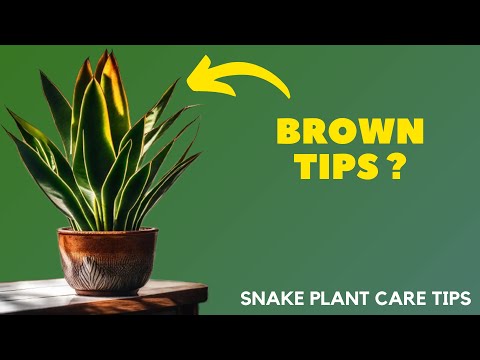 The Secret to a Thriving Snake Plant: Don't Miss These Tips!