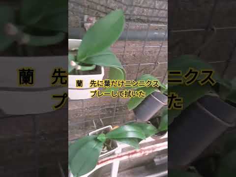 茎のなくなった蘭を再び咲かせるにはどうすればよいでしょうか？私たちのシンプルなソリューション!  庭園