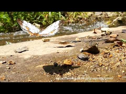 イシガケチョウの舞　石垣島