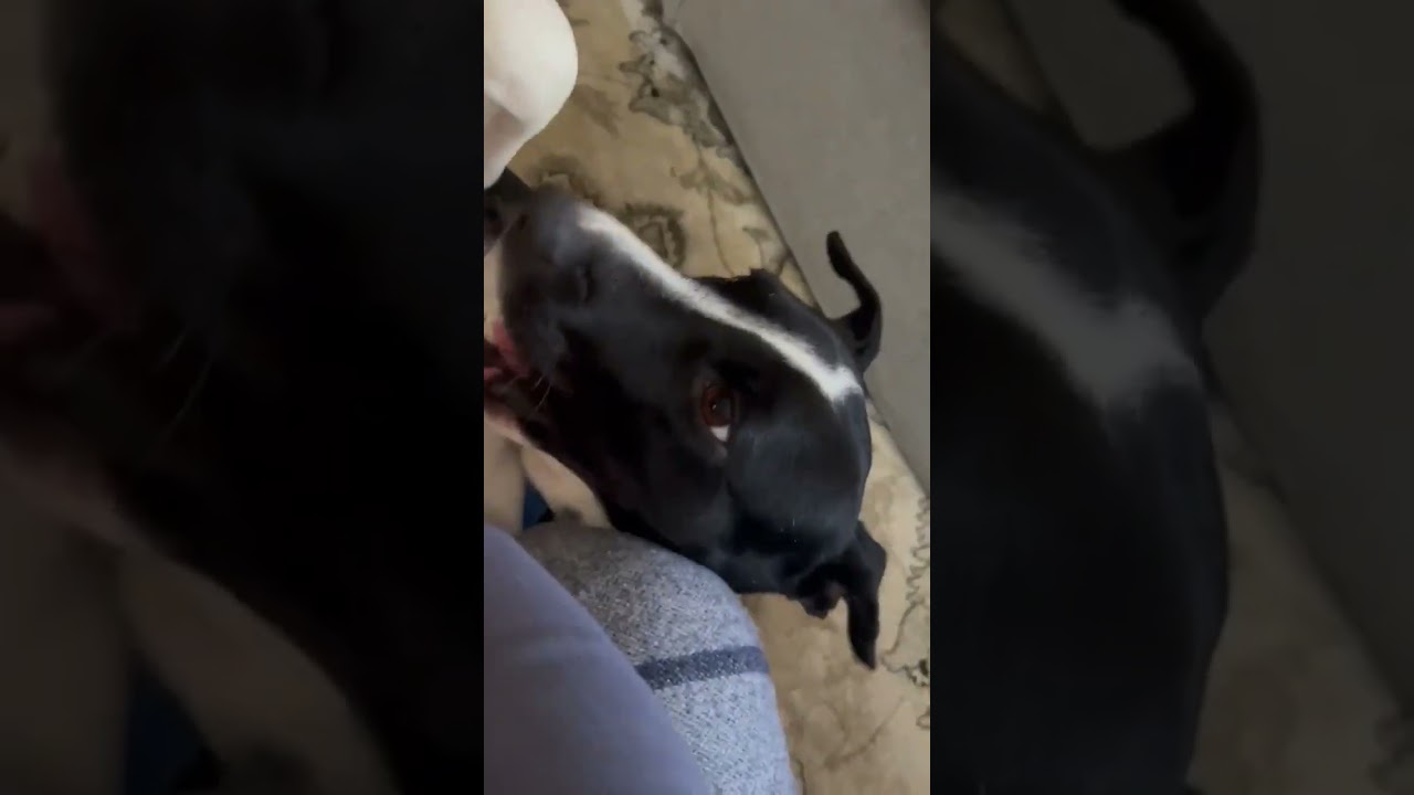 Enlarge Dixi, a ADOPTABLE mixed breed in Windsor, ON video 6/6