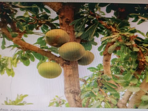 BEL share latest news