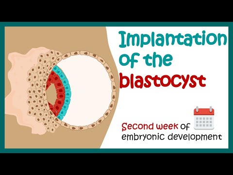 Implantation of the blastocyst | Week 2 of embryonic development |  Developmental biology