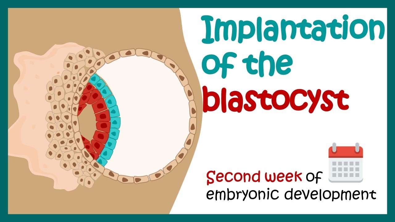 Implantation of the blastocyst | Week 2 of embryonic development |  Developmental biology