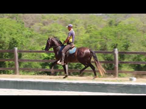 Lote 44 LOCO do LUMIAR 50%