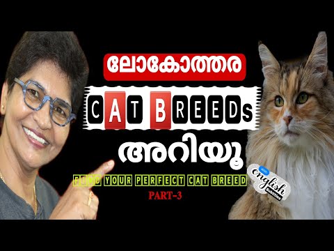 Find Your Perfect Cat Breed | Part-3 | List Of Cat Breeds @NANDASPets