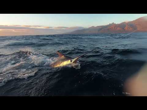 Blue marlin fiskeri på Kap Verde