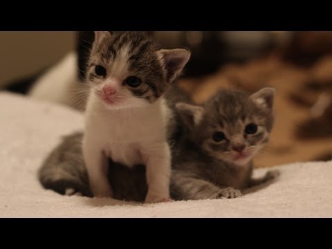 3 Weeks Old (Kitten Update)