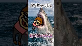 バカキンの日常がバカすぎて草【歌ってみた】替え歌で「種のうた」をドイヒーくんが歌ってみた！　#shorts