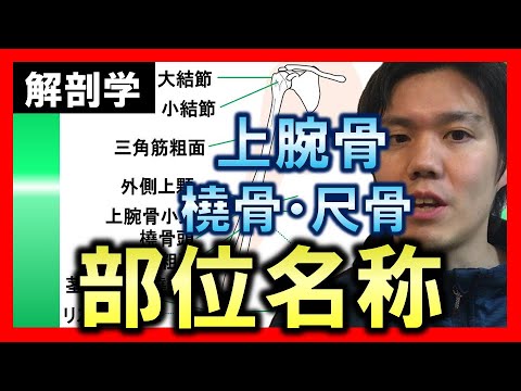 尺骨について詳しく解説