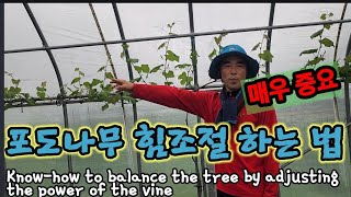 포도나무 균형은 힘 조절하는데 있습니다.Know-how to balance the tree by adjust…