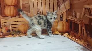 スコティッシュフォールドの動画01