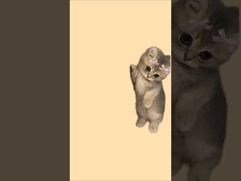 Hey panchare en nenjake | Cringe pattu |❤️ #lyrics #song #cute #cat  #musiclyrics