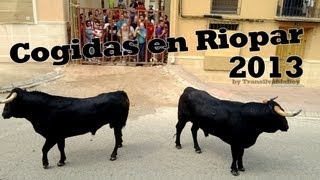 preview picture of video 'Cogidas de Toro en RIOPAR (ALBACETE) Espana 28/08/2013'