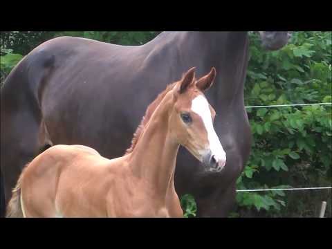 *2017 Stutfohlen von De Niro Gold - Floriscount