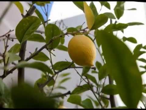 Alexandrakis - Elegance