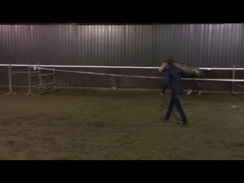 Kannan x Heartbreaker x Cassini, mare 2015