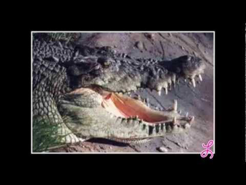 Come to Australia [Comedy Song]