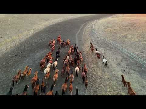 A Herd of Horses Galloping Free- Unbridled Majesty