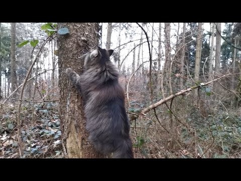 Norwegian Forest Cat: Finn, Forest and some rotten Trees