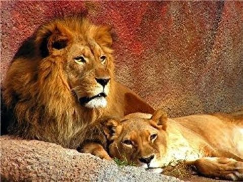 Huge Pride Of Lions Wild Savannah Realism Roblox - roblox wild savannah springbokness
