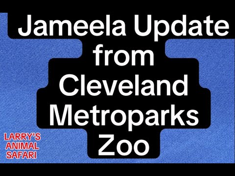 Baby Gorilla - It’s April 26th - Latest Jameela Update    ———————-#gorillas