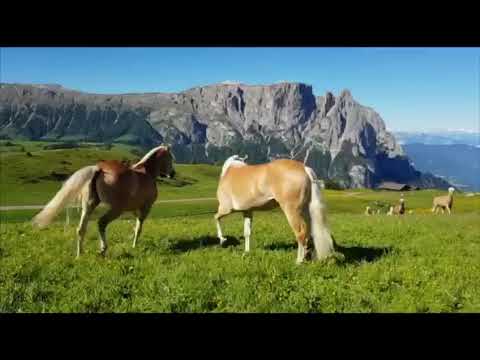 Haflingerpferde auf der Seiser Alm (Juni 2019)