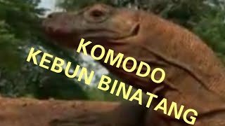 preview picture of video 'Komodo Zoo Ragunan'