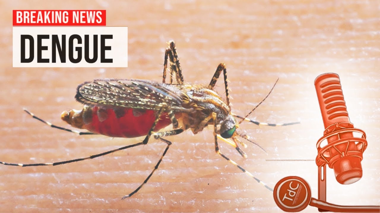 Episódio 222 Report- Dengue