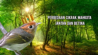 Download lagu Perbedaan cikrak mahkota jantan dan betina terbaru 2023!!! mp3