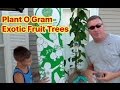 plant o gram unique gift idea unboxing an exotic fruit tree