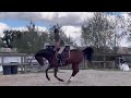Caballo castrado Pura Sangre En venta 2021 Bayo por LAW DEPUTY (IE), PS